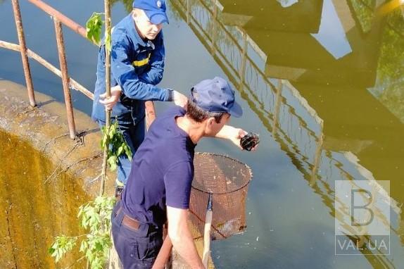 Чернігівські рятувальники визволили з пастки диких каченят та черепаху. ФОТОфакт