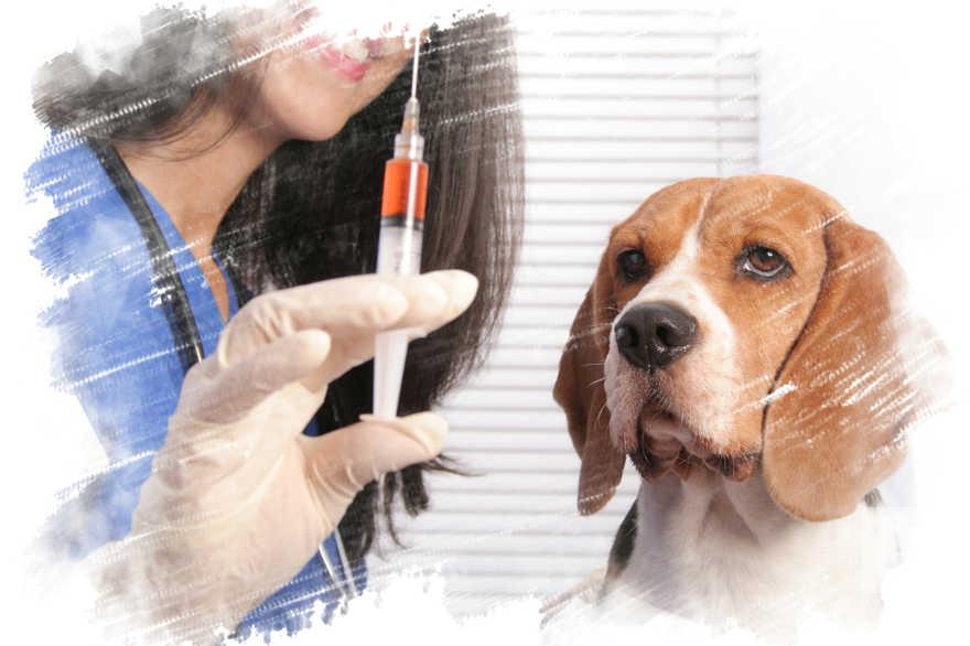 Близько 7 тисяч собак і котів вакцинували проти сказу на території Варвинської громади за 5 місяців