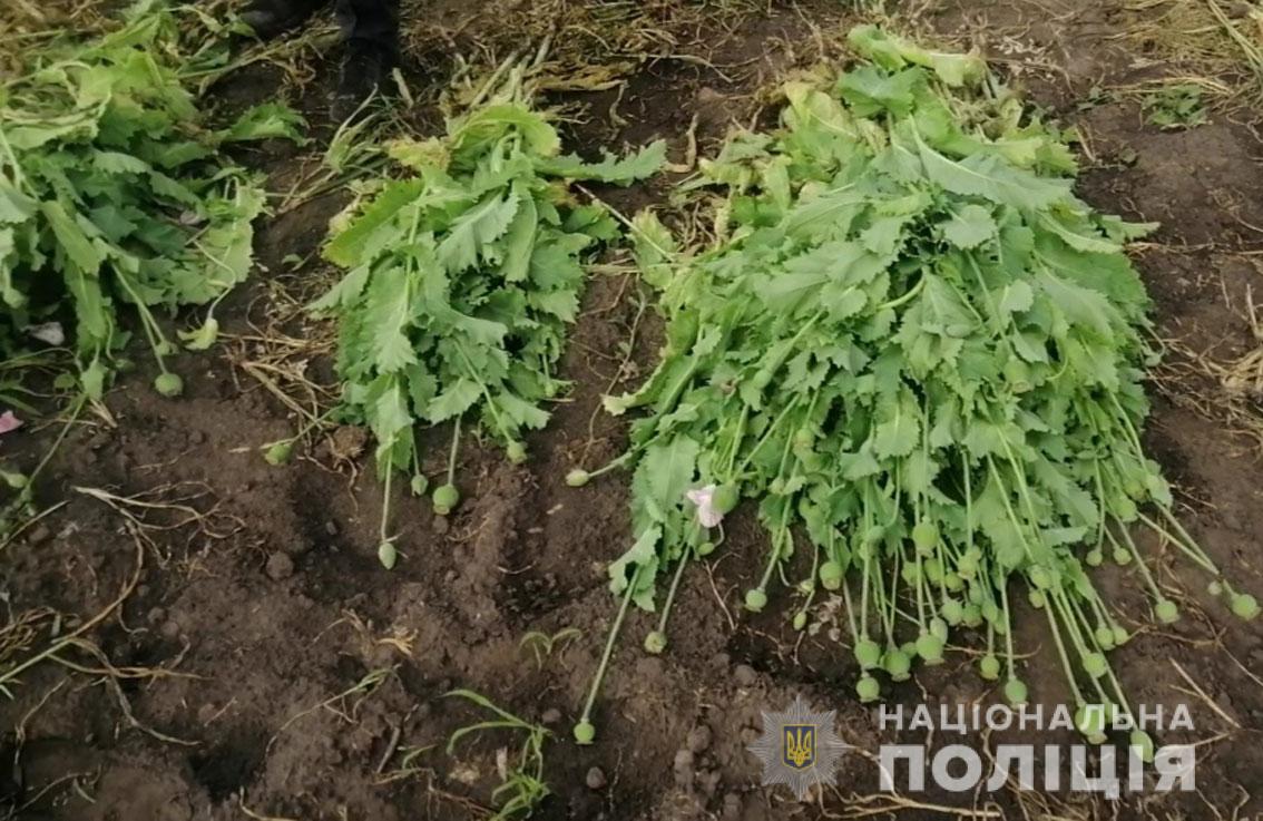 У Бобровицькій громаді жінка вирощувала плантацію маку