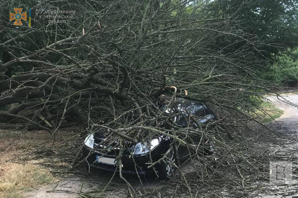У Чернігові дерево впало на автівку. ФОТО