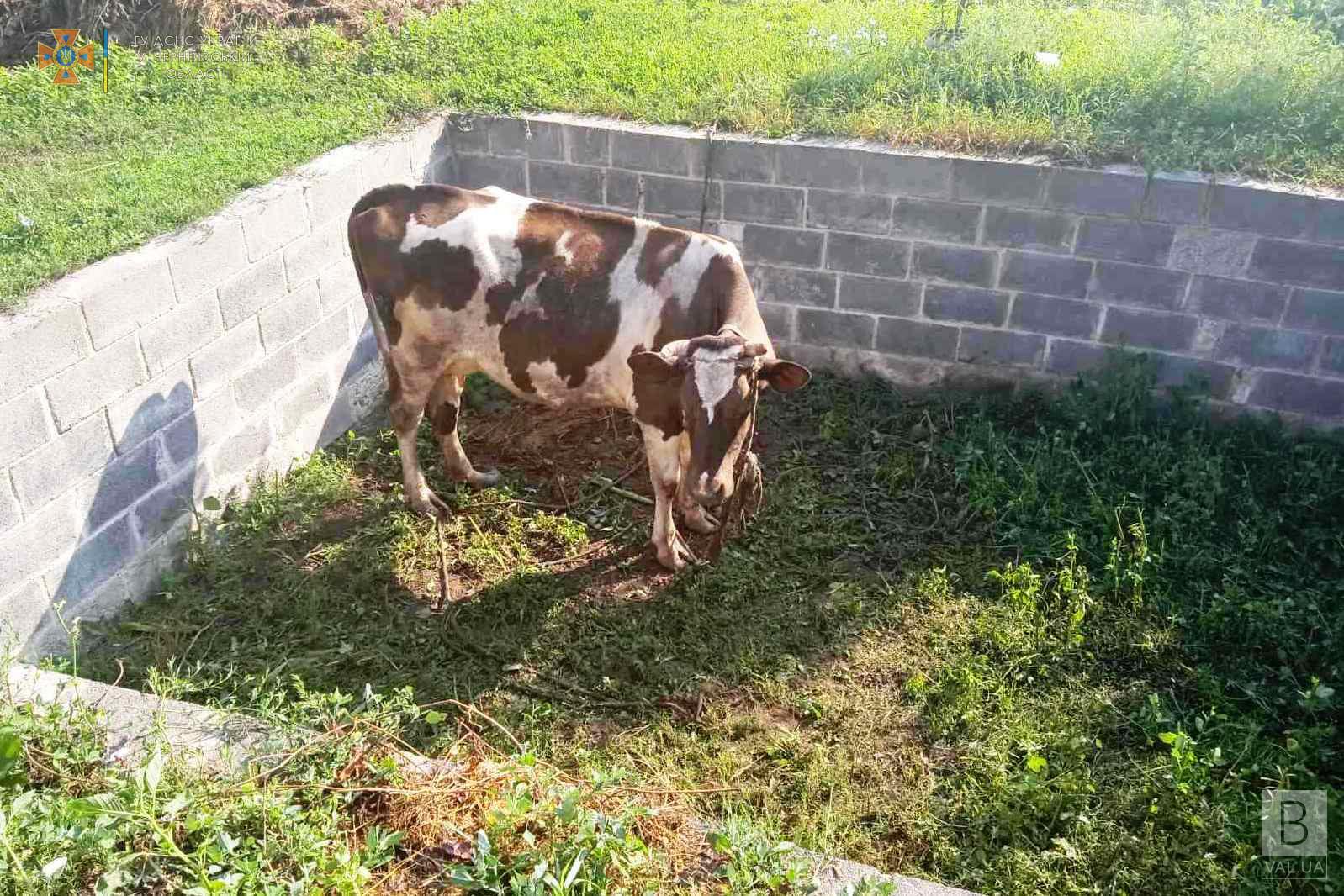 На Чернігівщині рятувальники вивільнили корову з півтораметрової ями. ФОТО