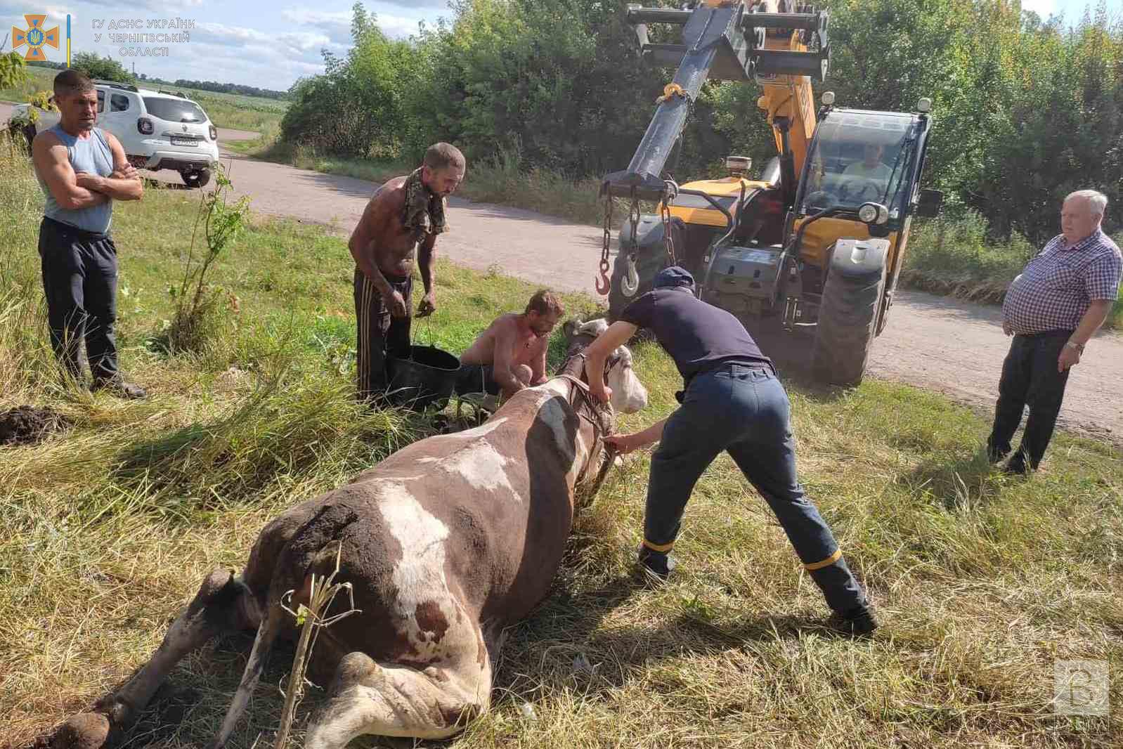 На Чернігівщині рятувальники вивільнили корову, яка провалилася в яму. ФОТО