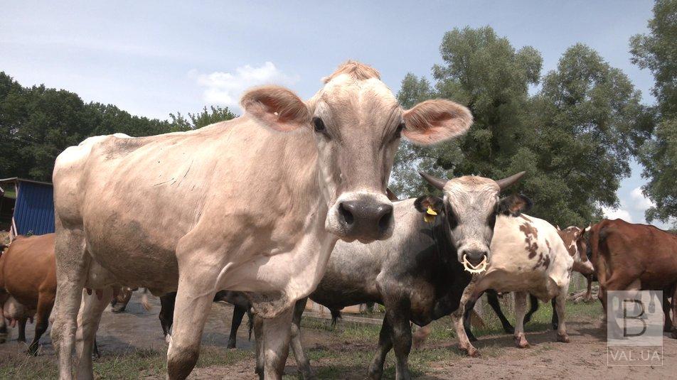 На Чернігівщині фермер-блогер рятує корів від скотобійні