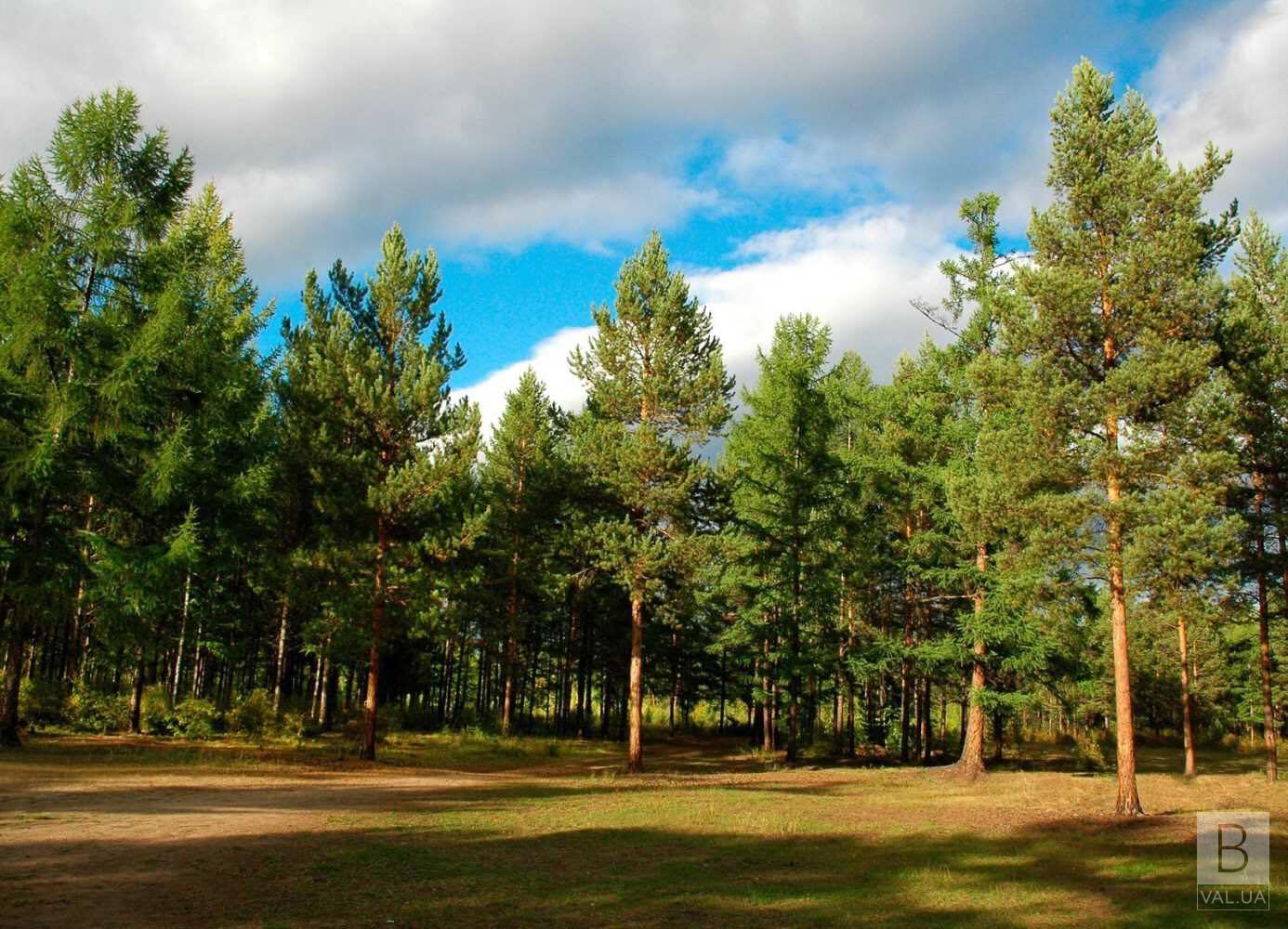 Провладна більшість в Чернігівській облраді продовжує гальмувати передачу лісів місцевим громадам