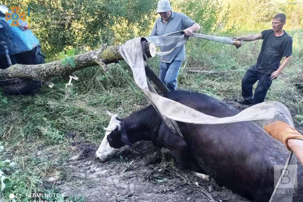 У Чернігівському районі рятувальники визволяли корову, що провалилася у яму на пасовищі. ФОТО