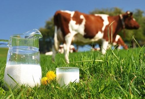 Вже вшосте: у Чернігові відбудеться «Фестиваль молока-2021»