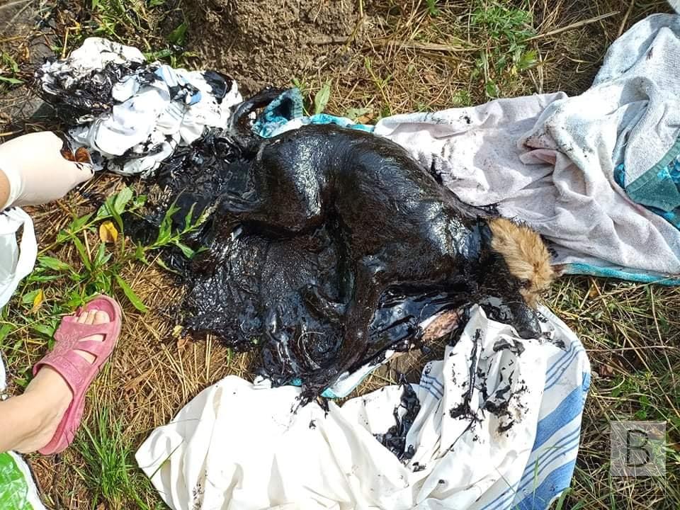 Ще одна жертва «смоляного озера»: у Чернігові врятували собаку із смертельної пастки. ФОТО