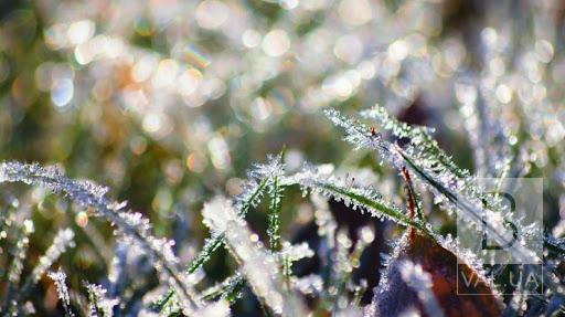 На Чернігівщині протягом трьох днів очікуються сильні заморозки