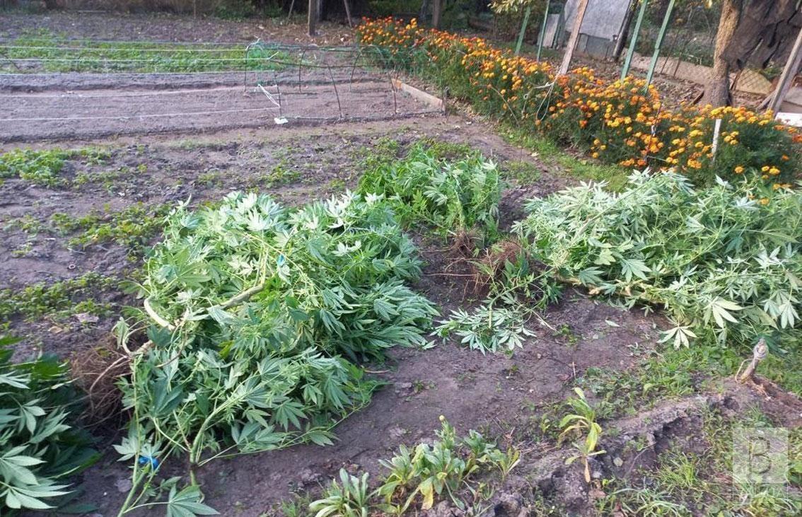 Дбайливо доглядав: 49-річний чернігівець вирощував коноплі у себе на подвір’ї. ФОТО
