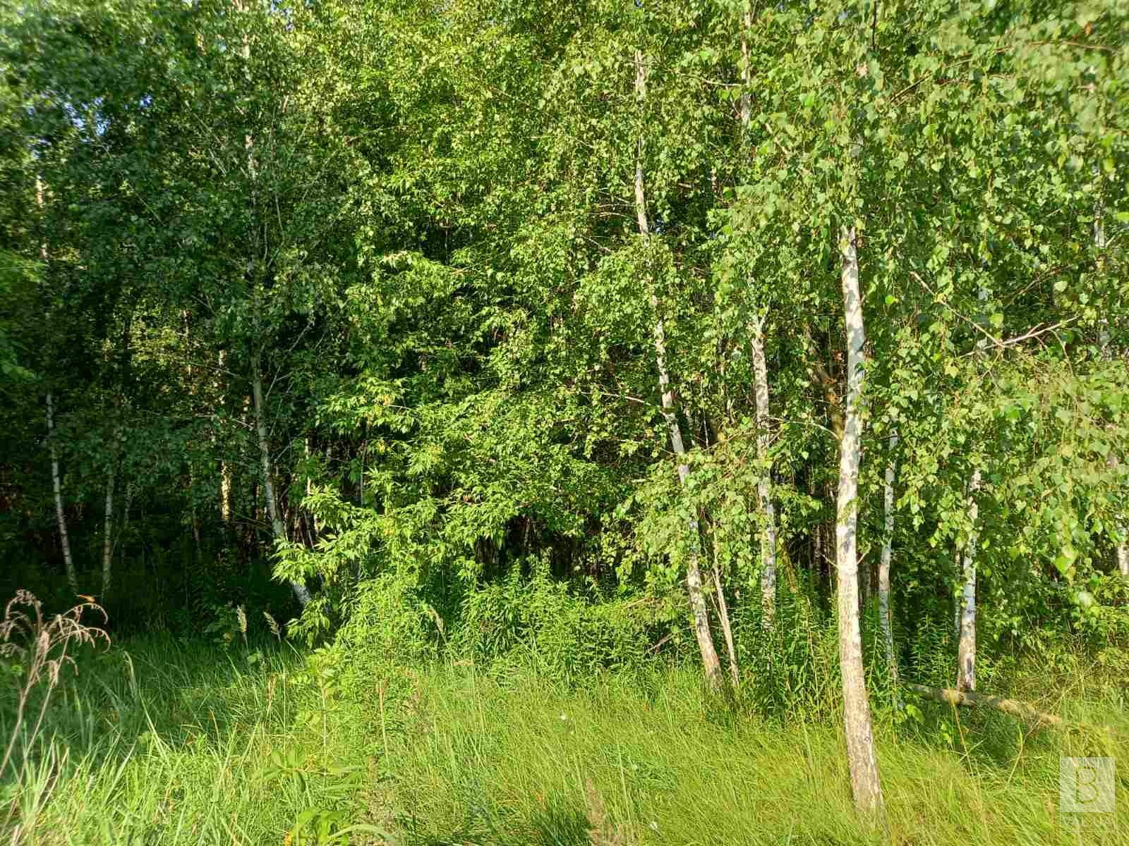 «Берізки» та «Лопата»: на Чернігівщині – два нові ландшафтні заказники місцевого значення