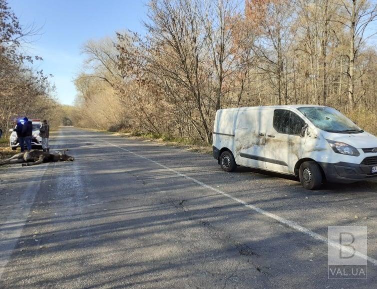 Раптово вибіг на дорогу: на Чернігівщині лось загинув внаслідок ДТП. ФОТО 