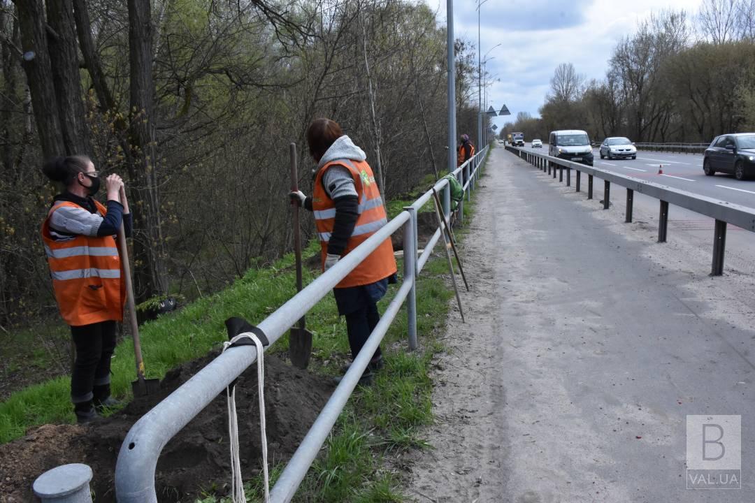 Коріння висить у повітрі: чиновники хочуть врятувати дубову алею на в`їзді до Чернігова