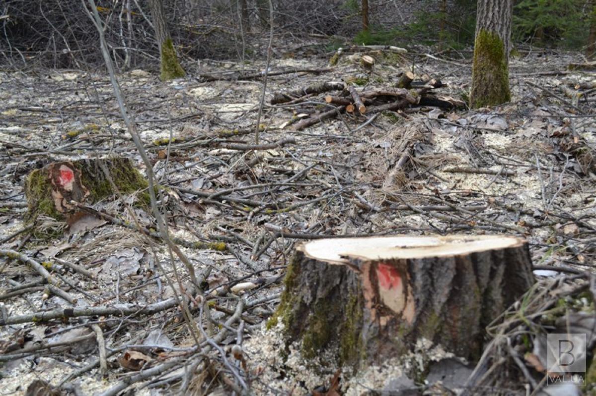 В агролісгоспі на Чернігівщині зрубали дерев на 1,75 мільйона гривень – під суд піде лісник