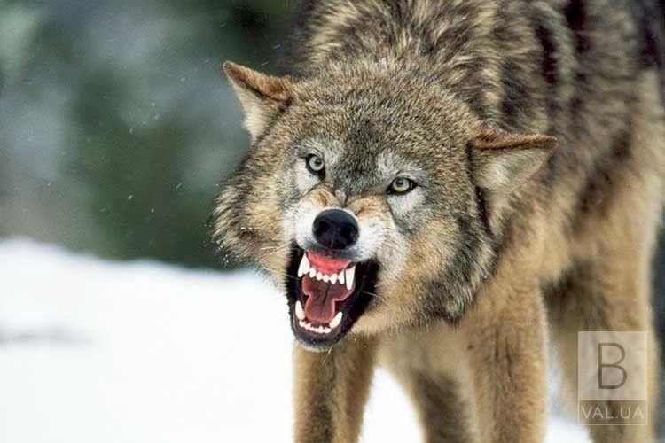 В чотирьох селах на Новгород-Сіверщини вовки вбили 9 собак