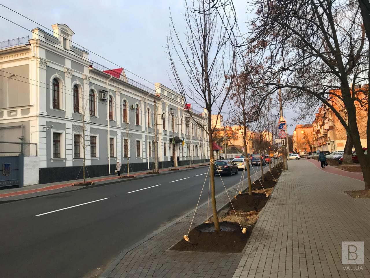 Платани та клени: на вулиці Шевченка висадили 79 дерев. ФОТО