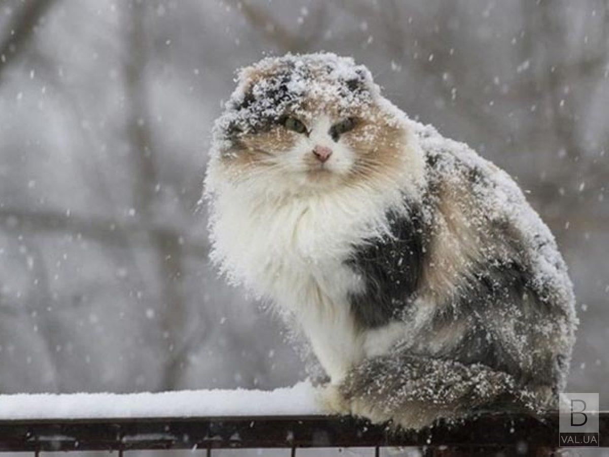 Зима в Україні розпочнеться снігом, — синоптик