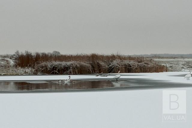 У парку на Чернігівщині залишилася зимувати сім’я білих лебедів. ФОТО