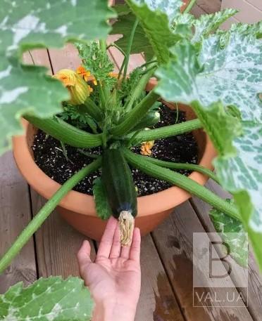 Реальный способ вырастить овощи в горшке на балконе