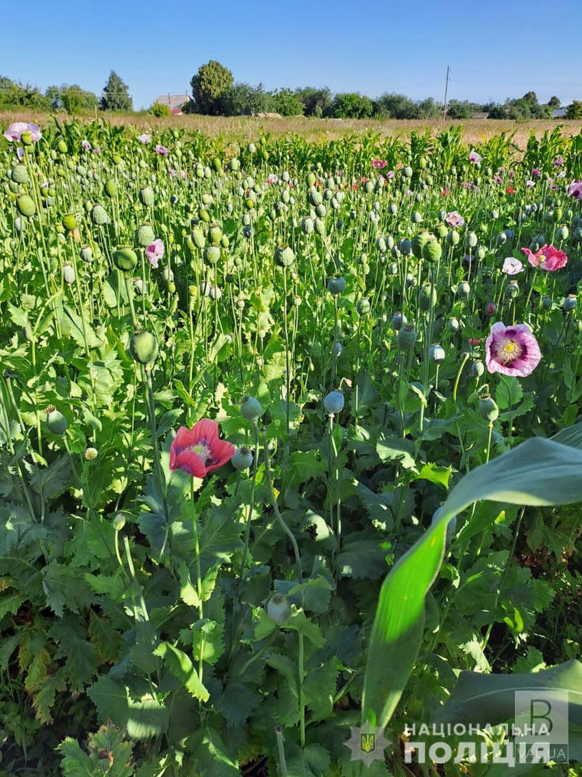Неподалік Чернігова поліція знищила незаконний посів понад 1000 рослин маку