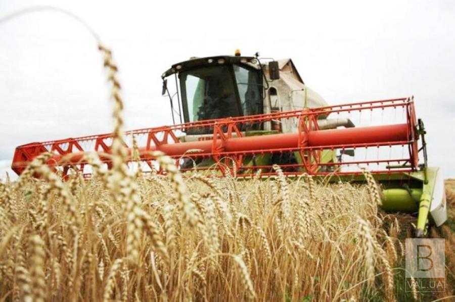 На Чернігівщині намолотили понад 300 тисяч тонн зерна та майже 60 тисяч тонн ріпаку