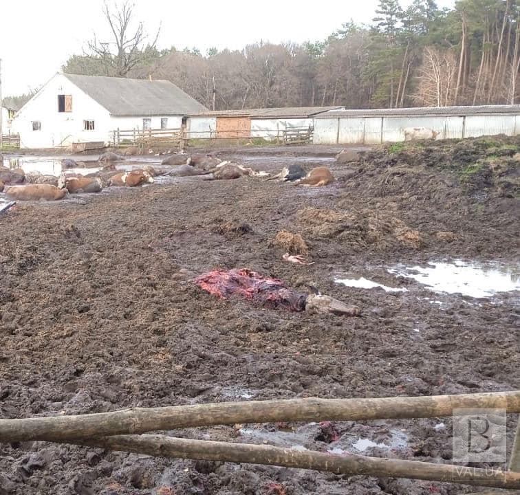У прикордонні Чернігівщини через російські обстріли загинули 48 корів. ФОТО