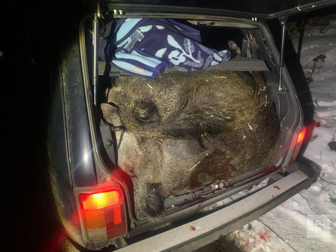 На Чернігівщині поліція затримала мисливців, які вполювали двох диких кабанів. ФОТО