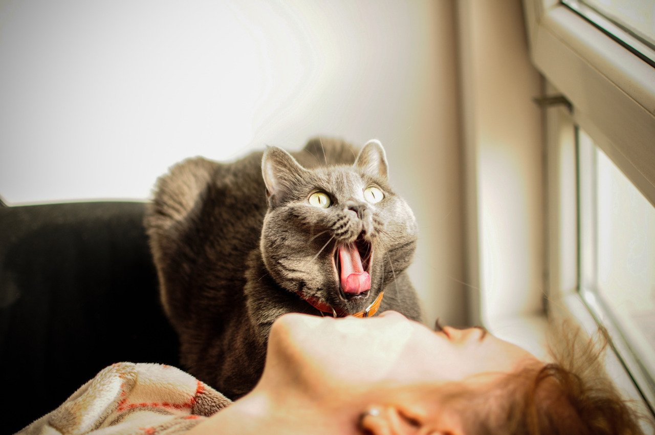 Будить разбудить. Кричащий кот. Кошка проснулась. Кот будит хозяйку. Утренняя кошка.