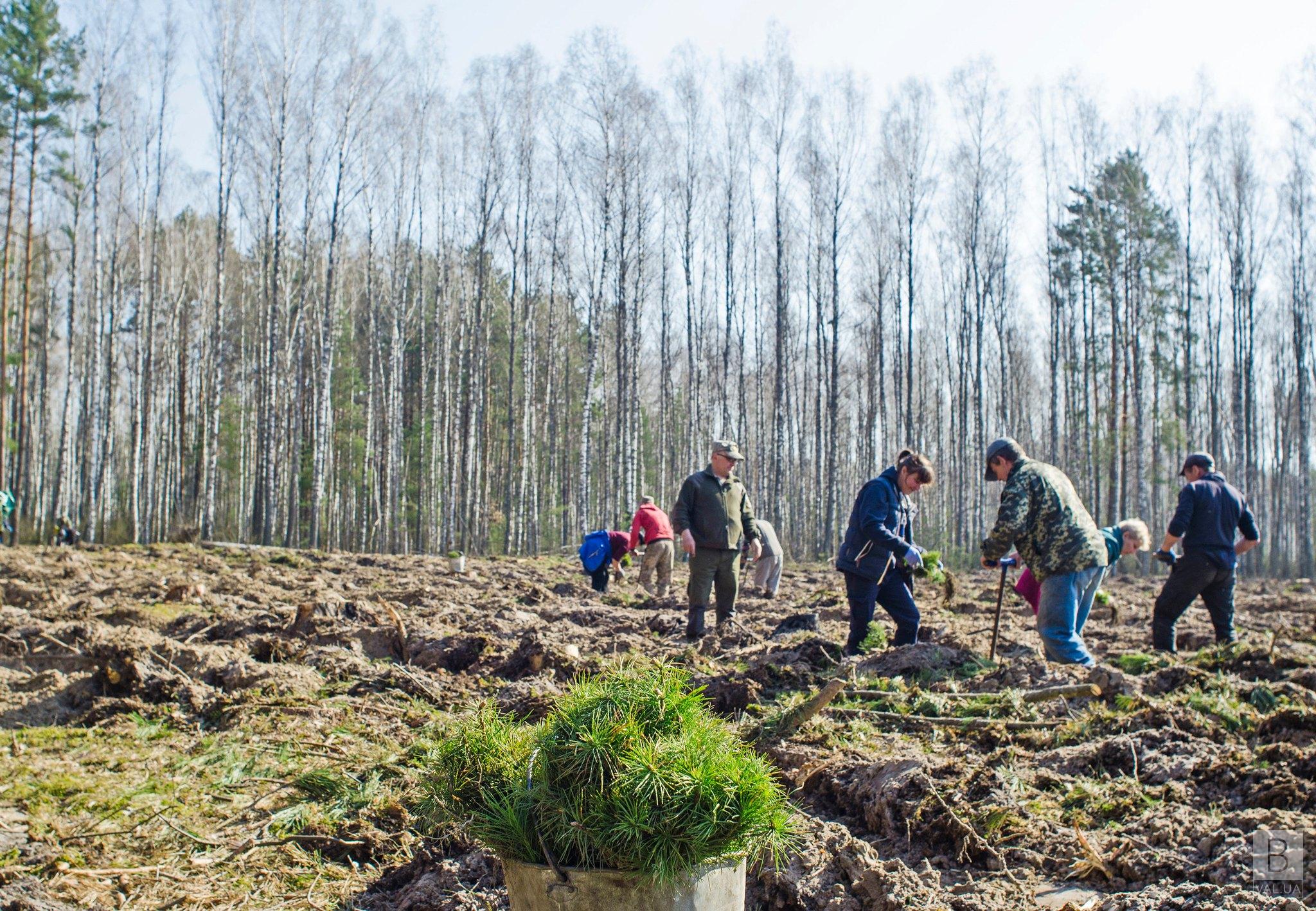 В Україні у лісах заборонили висаджувати акацію, гледичію, ясен та ще низку дерев: деталі