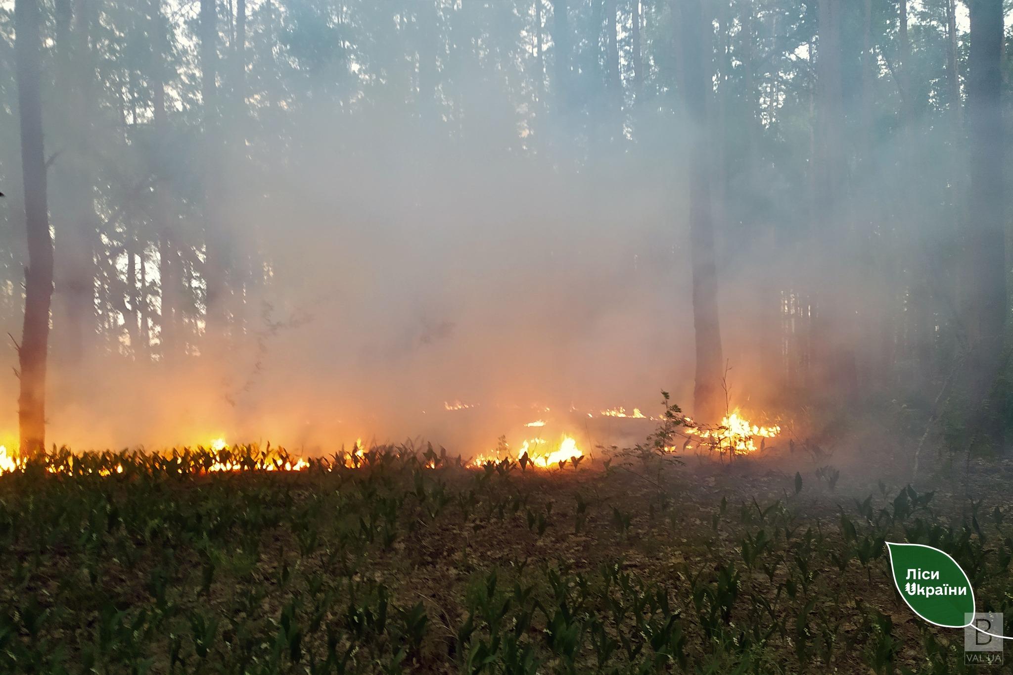 На Чернігівщині близько тижня горить ліс через російські обстріли