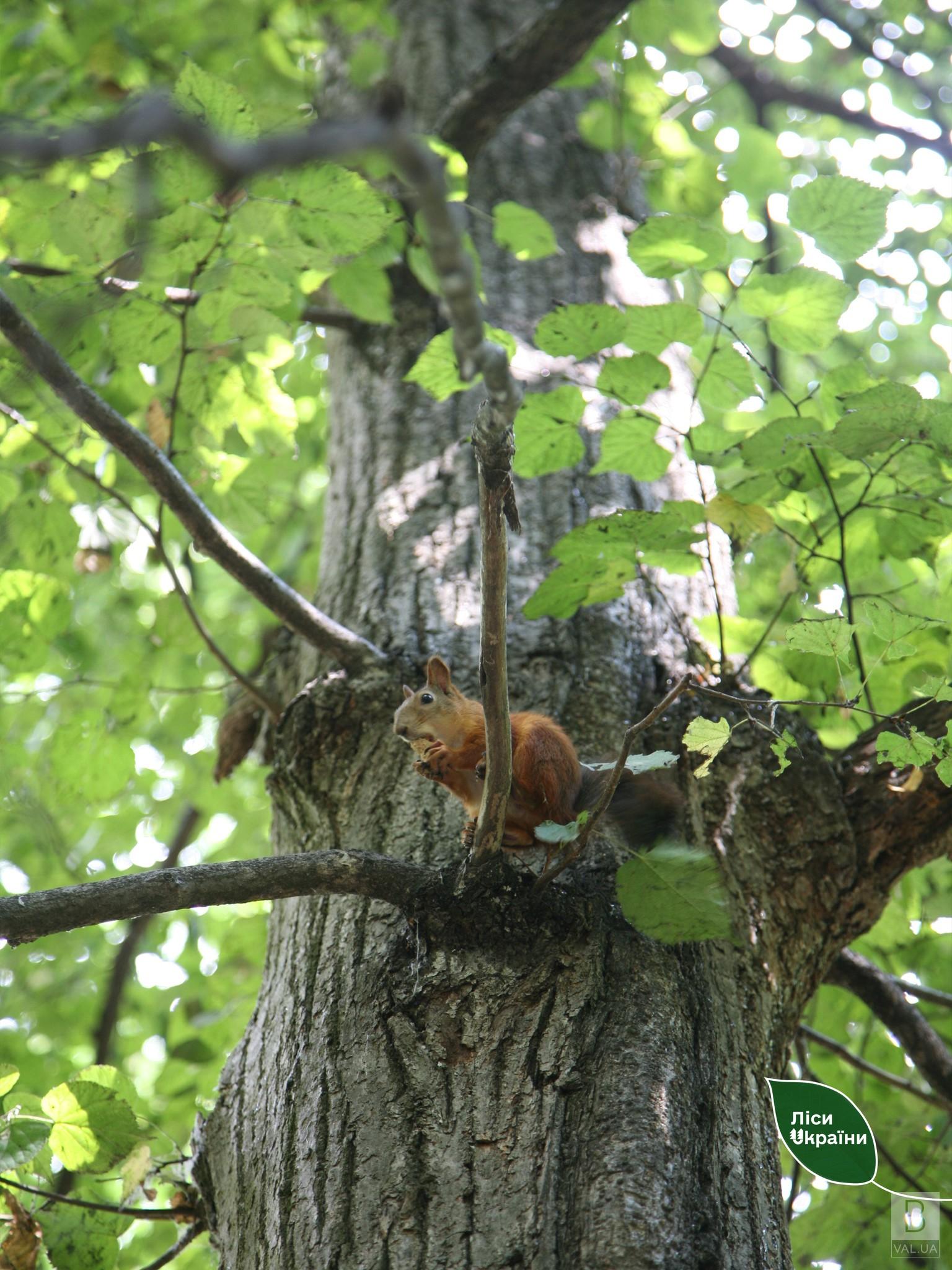 Всередину дерева може вільно поміститися 12 людей: на Чернігівщині зростає 800-річний «Цар-дуб». ФОТО