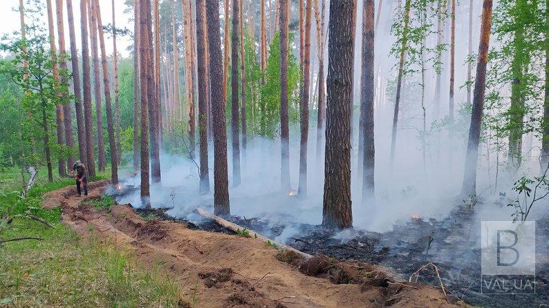 Вдалося загасити лісову пожежу в прикордонні Чернігівщини, яку спричинили російські обстріли