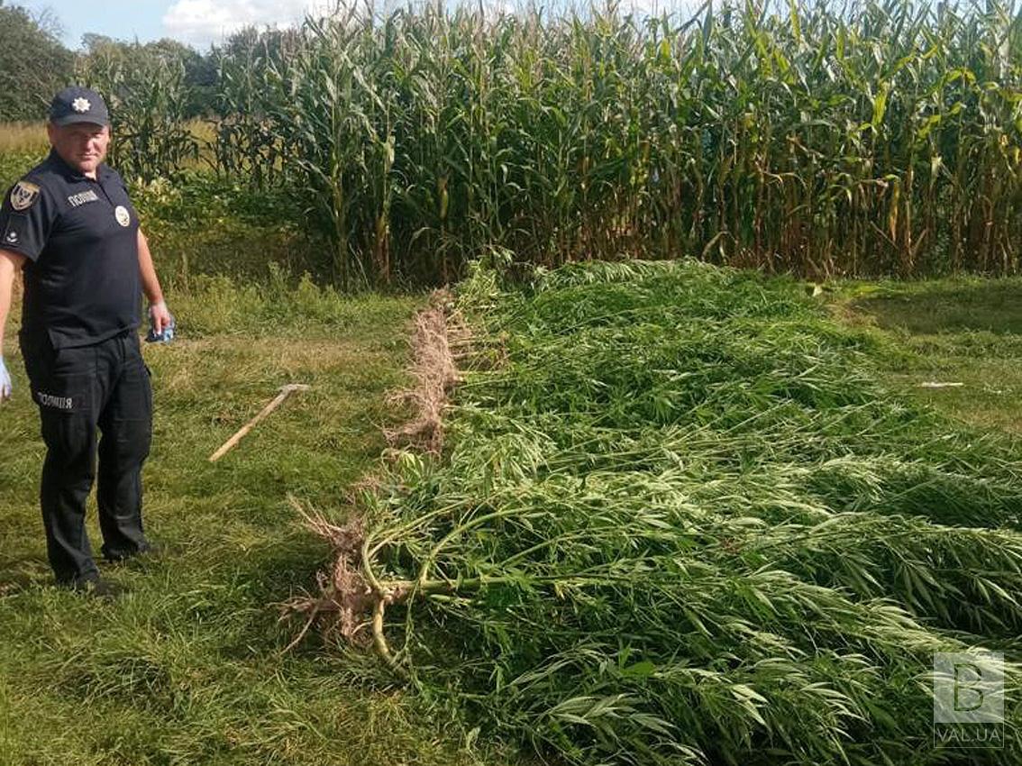 Жителька Корюківщини вирощувала у себе на подвір’ї коноплі та зберігала мак. ФОТО