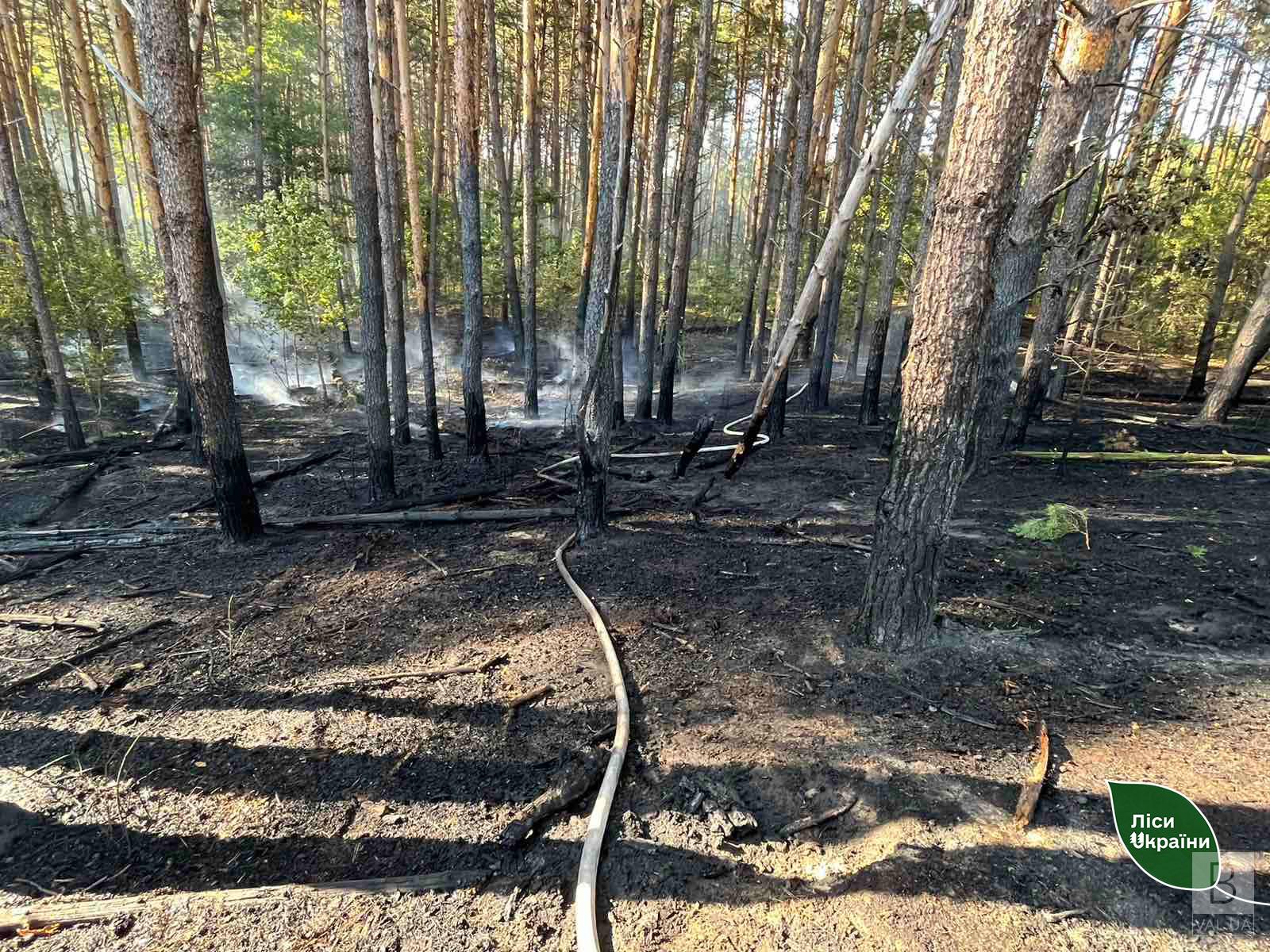 На Чернігівщині загасили 2 лісові пожежі 