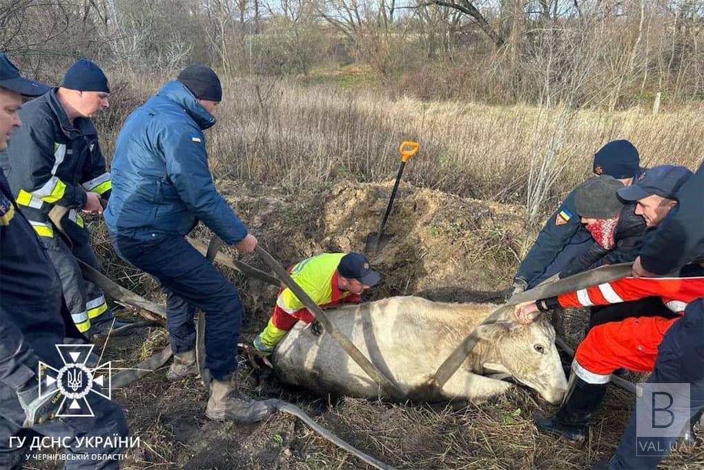 Впала у глибоку яму: чернігівські рятувальники визволили корову з пастки. ФОТО