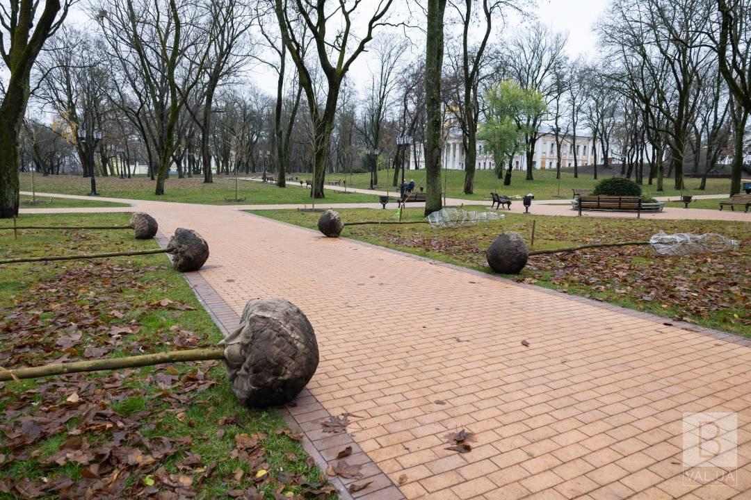 Алея платанів на Валу: 62 дерева, що висаджують, Чернігову передав благодійник
