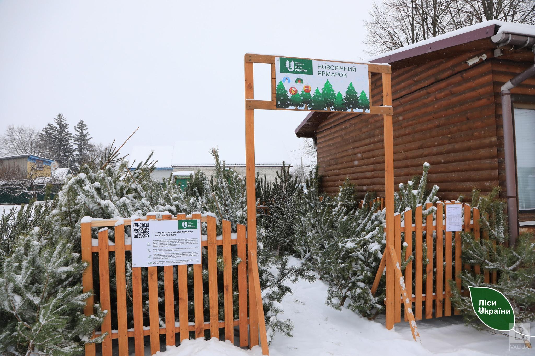 Лісівники Чернігівщини продали вже понад 2 тисячі новорічних дерев