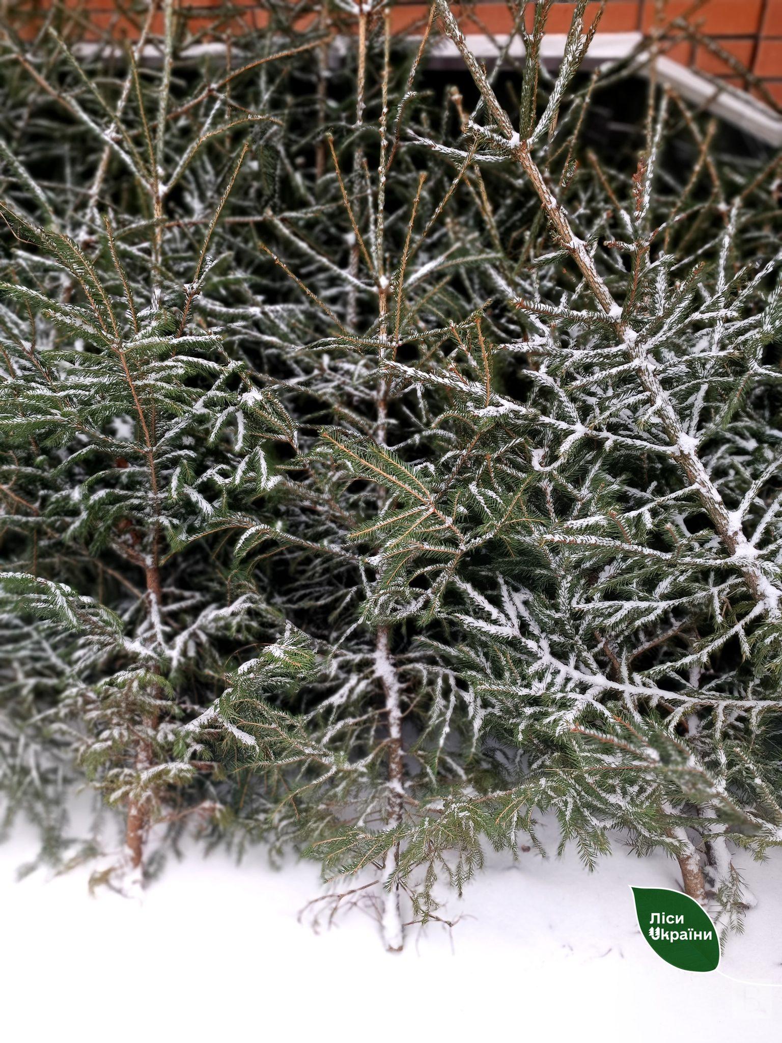  На Чернігівщині та Сумщині лісівники провели 210 рейдів з охорони новорічних дерев