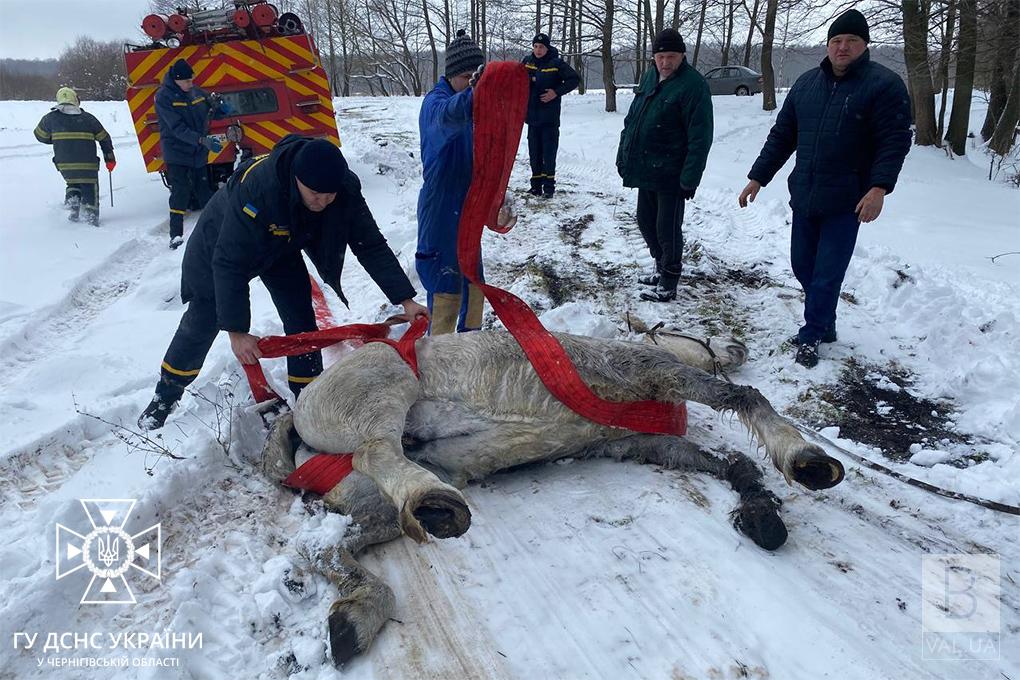 На Новгород-Сіверщині рятувальники дістали коня з річки. ФОТО