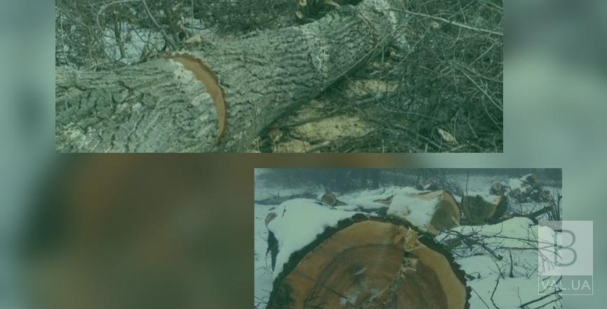 На Прилуччині незаконно вирубали 97 дерев на майже 430 тисяч гривень