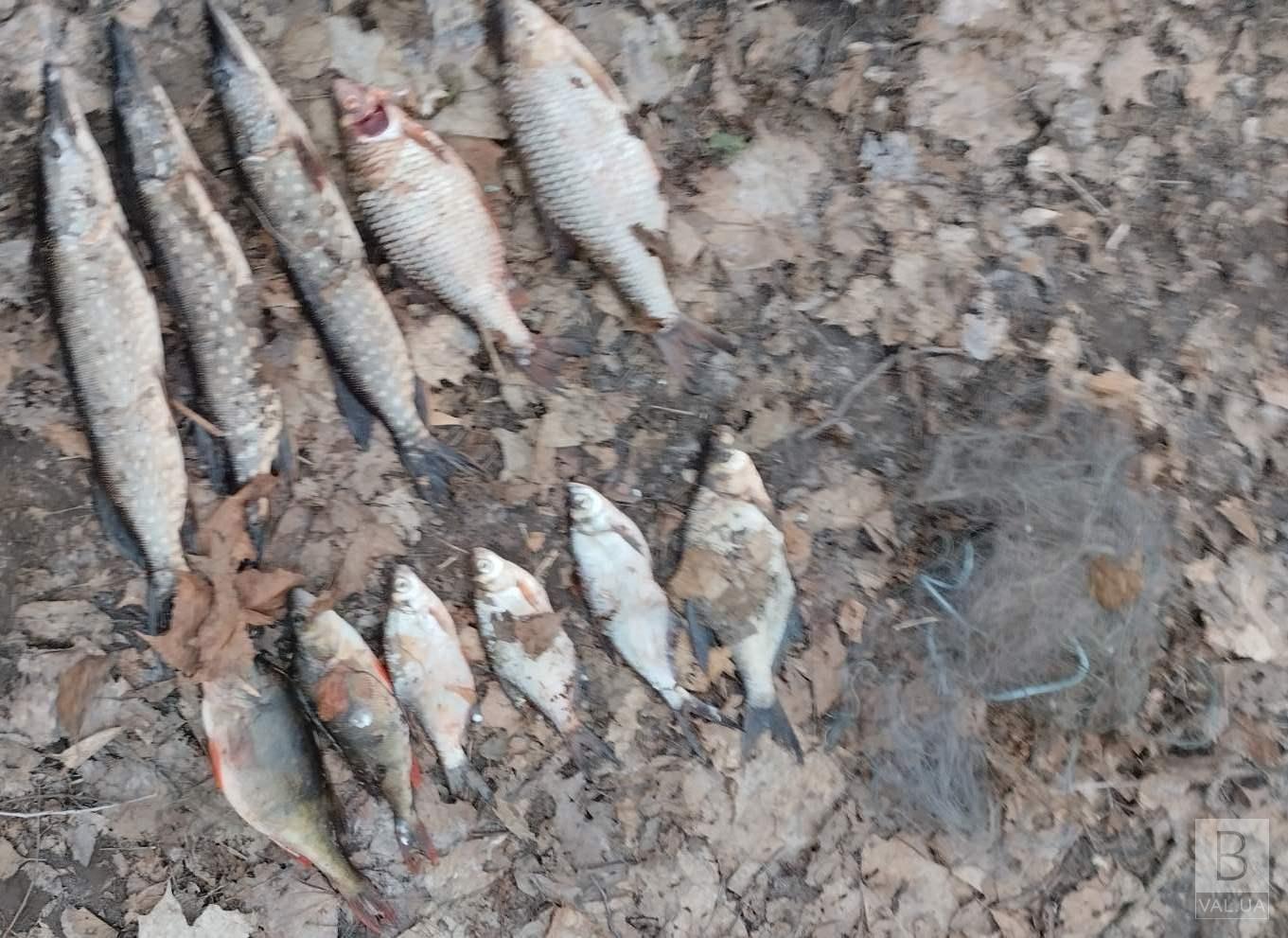 На Сосниччині браконьєр наловив риби на понад 26 тисяч гривень