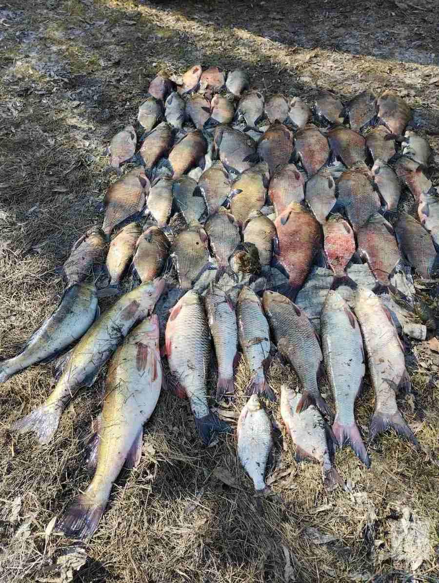 На Сосниччині браконьєр незаконно виловив  70 кг риби на понад 100 тисяч гривень.ФОТО