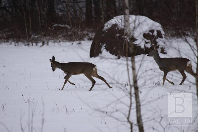 Побільшало козуль, лосів та оленів: що показав зимовий облік диких тварин на Чернігівщині 