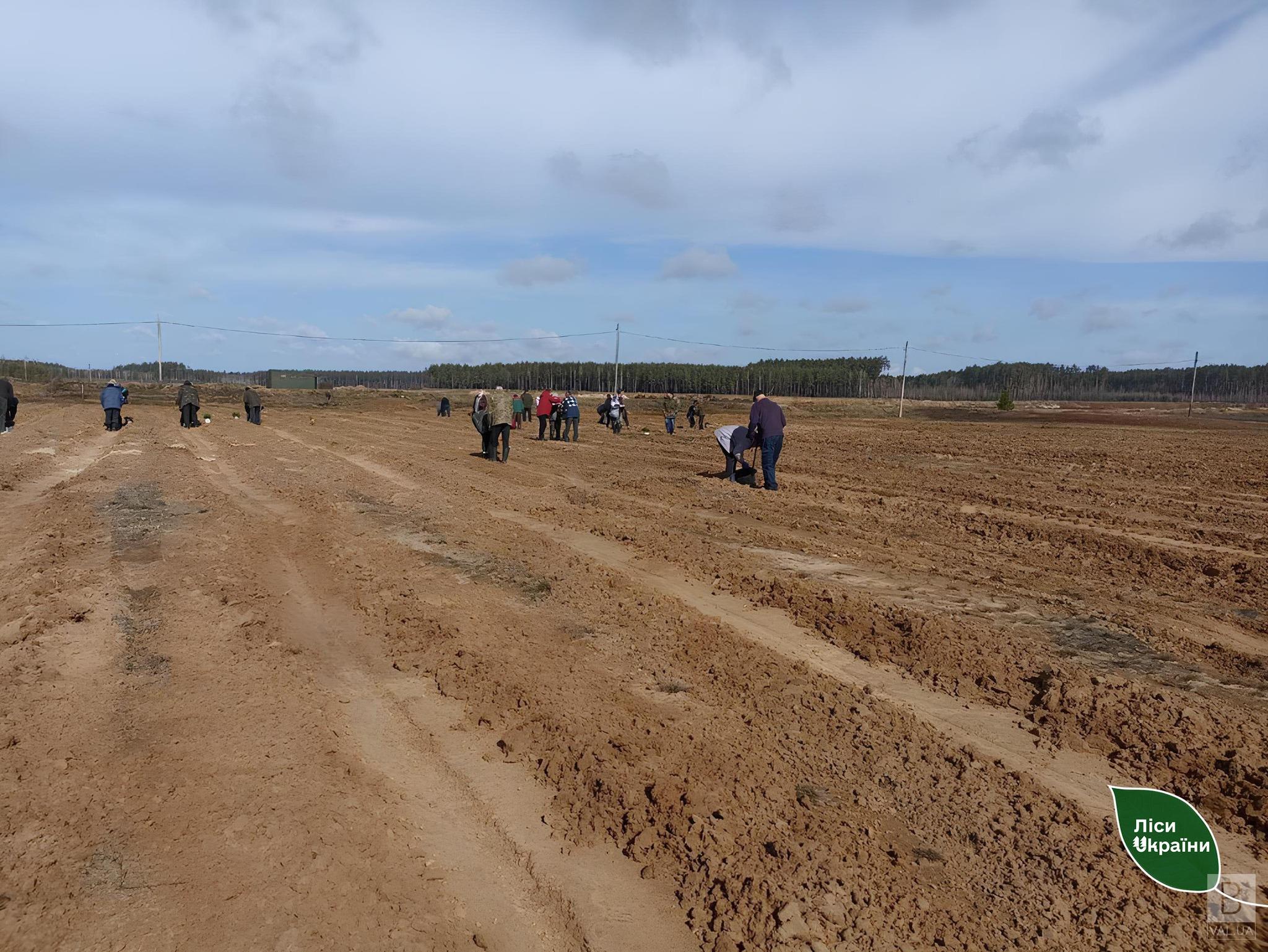 На Чернігівщині лісівники заліснюють рекультивовані землі 