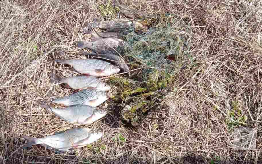 За 10 рибин — понад 15 тисяч гривень: на Чернігівщині викрили незаконну риболовлю