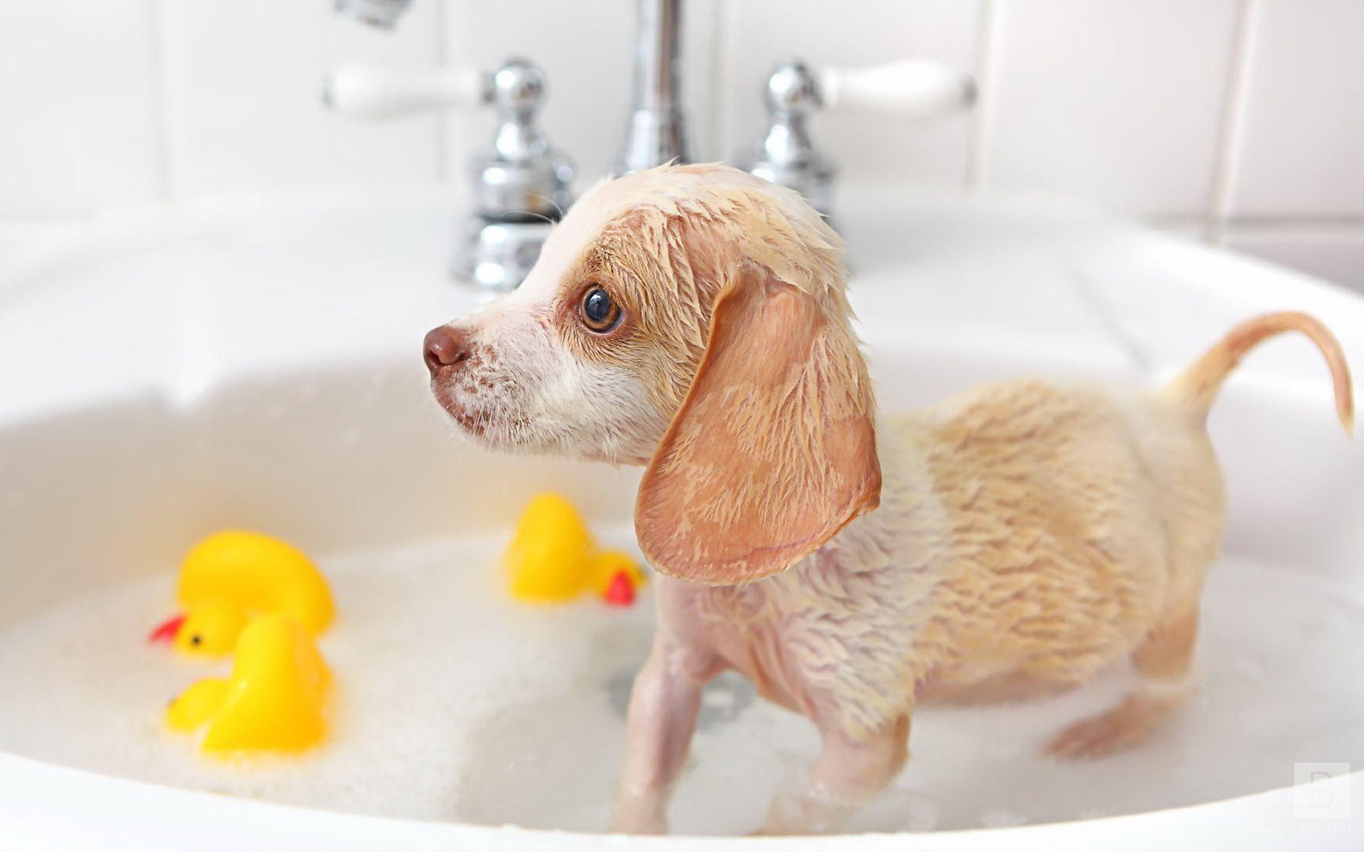 Как не ошибиться с выбором шампуня для собаки: советы владельцам