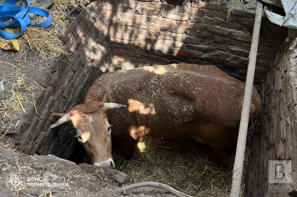 На Прилуччині рятувальники вивільнили корову з глибокої ями. ФОТО