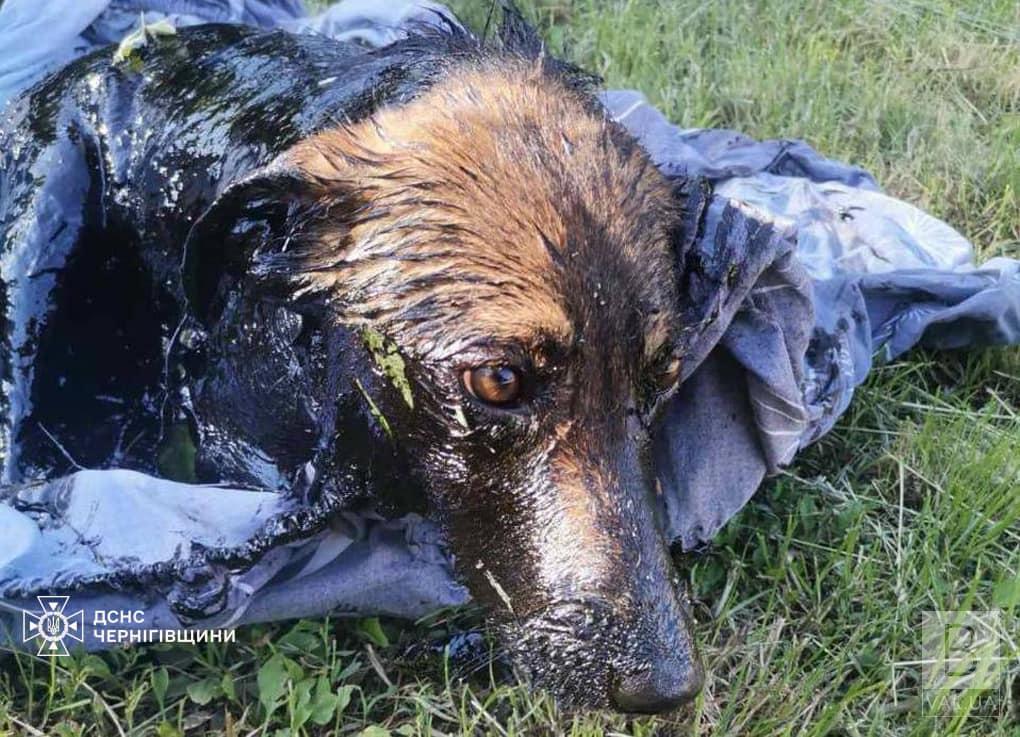 У Чернігові рятувальники вивільнили собаку, який потрапив до «смоляного озера». ФОТО