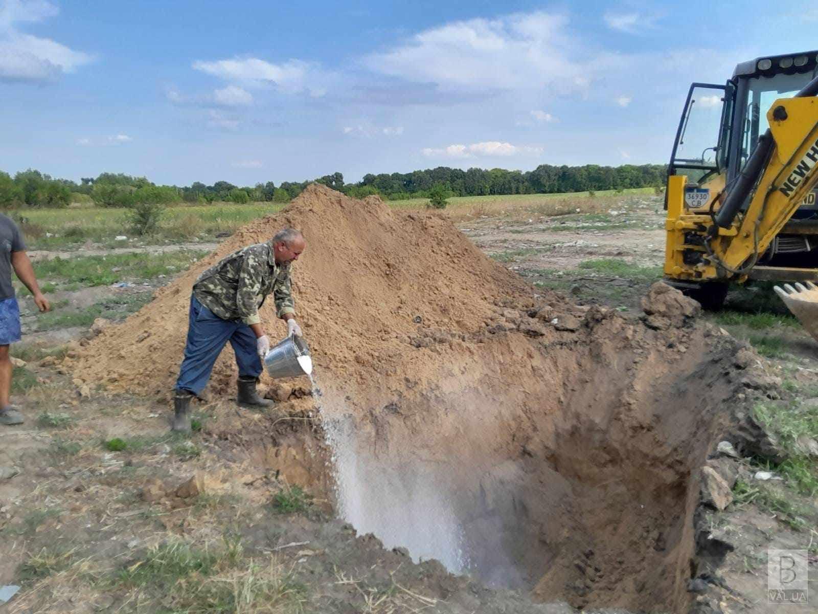 Забруднення Сейму: на Чернігівщині збирають та ховають мертву рибу.  ФОТО