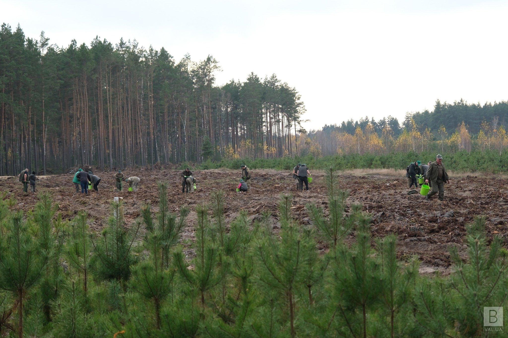 На Чернігівщині стартувала осіння лісокультурна кампанія: що і скільки планують висадити