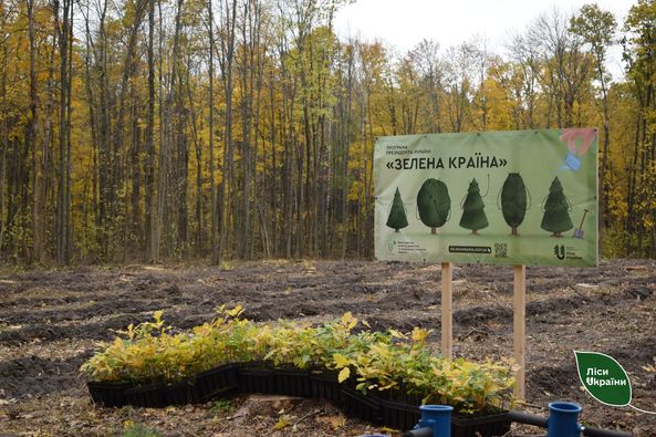 На Чернігівщині завершили осінню лісокультурну кампанію: скільки та яких дерев висадили